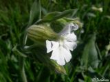 Melandrium latifolium