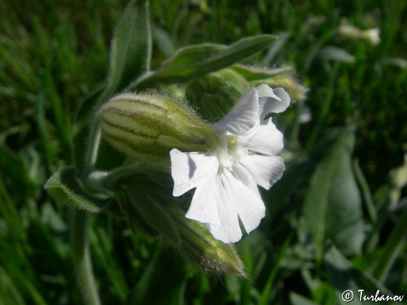 Изображение особи Melandrium latifolium.