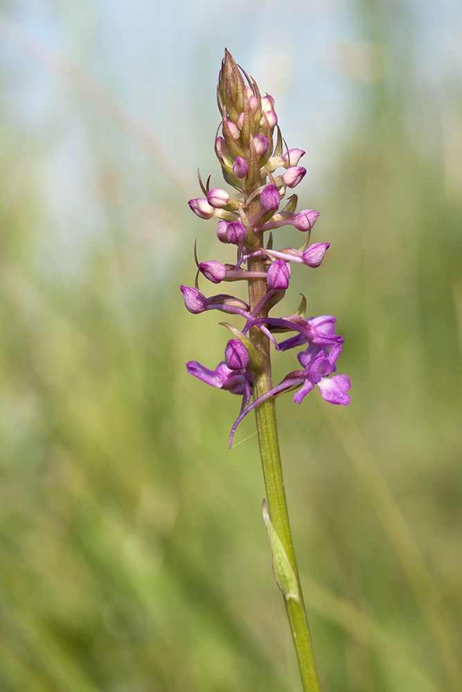 Изображение особи Gymnadenia densiflora.