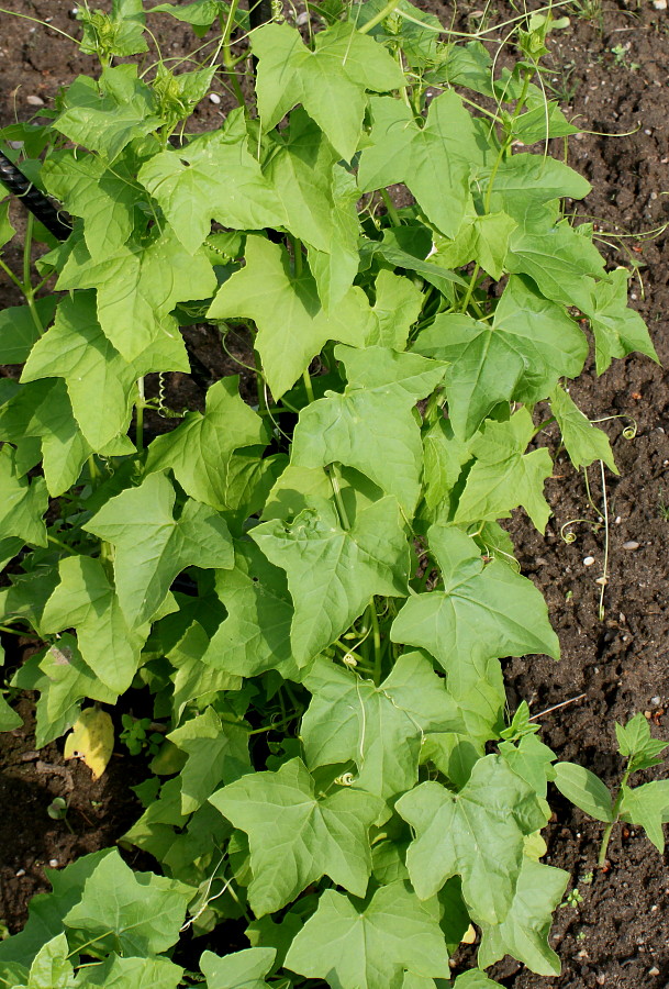 Изображение особи Echinocystis lobata.