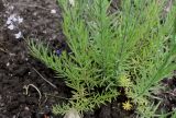 Linaria repens