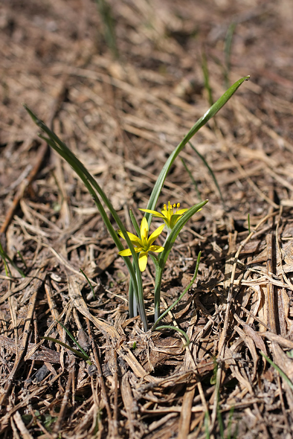 Image of genus Gagea specimen.