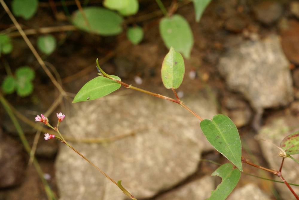 Image of Truellum nipponense specimen.