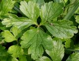Anemone sylvestris