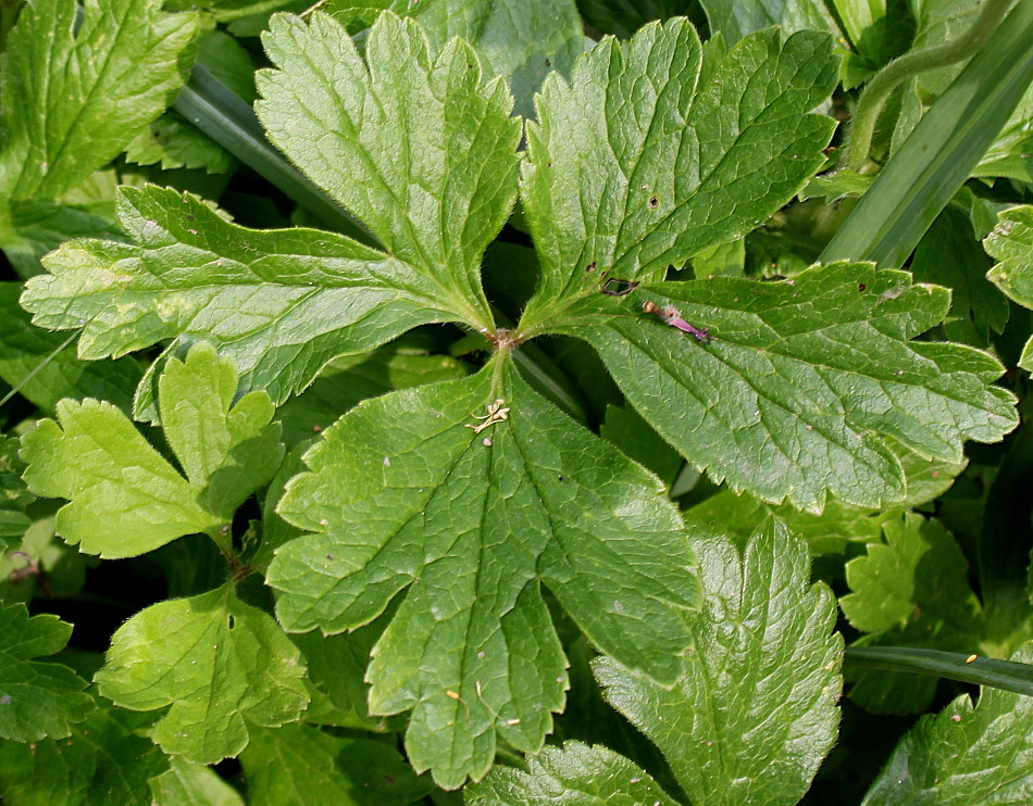 Image of Anemone sylvestris specimen.