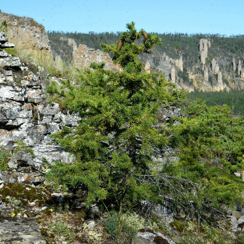 Image of Picea obovata specimen.