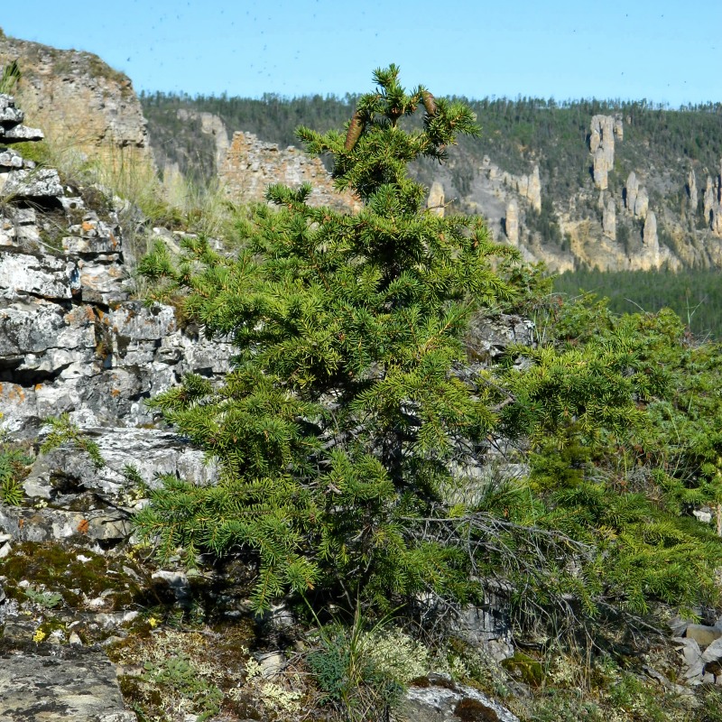 Изображение особи Picea obovata.