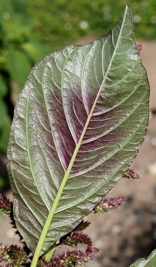 Изображение особи Amaranthus tricolor.