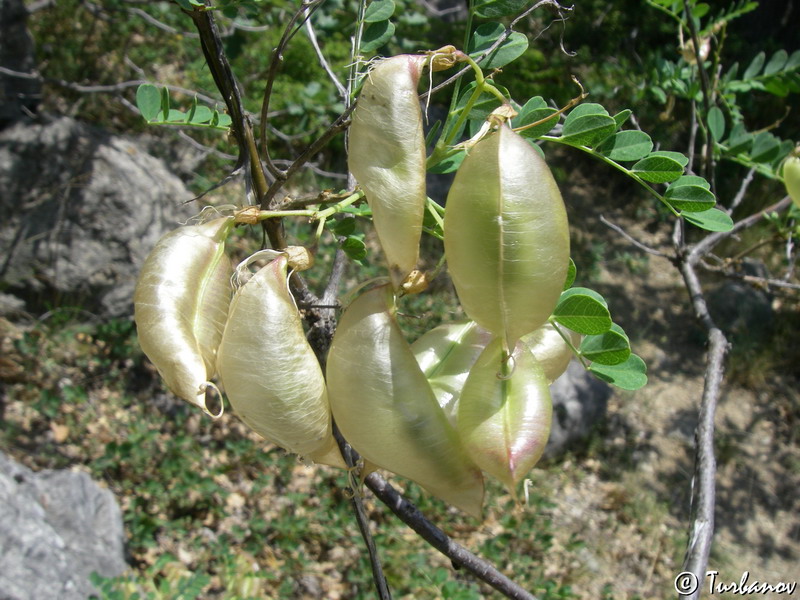 Image of Colutea cilicica specimen.