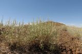 Artemisia juncea