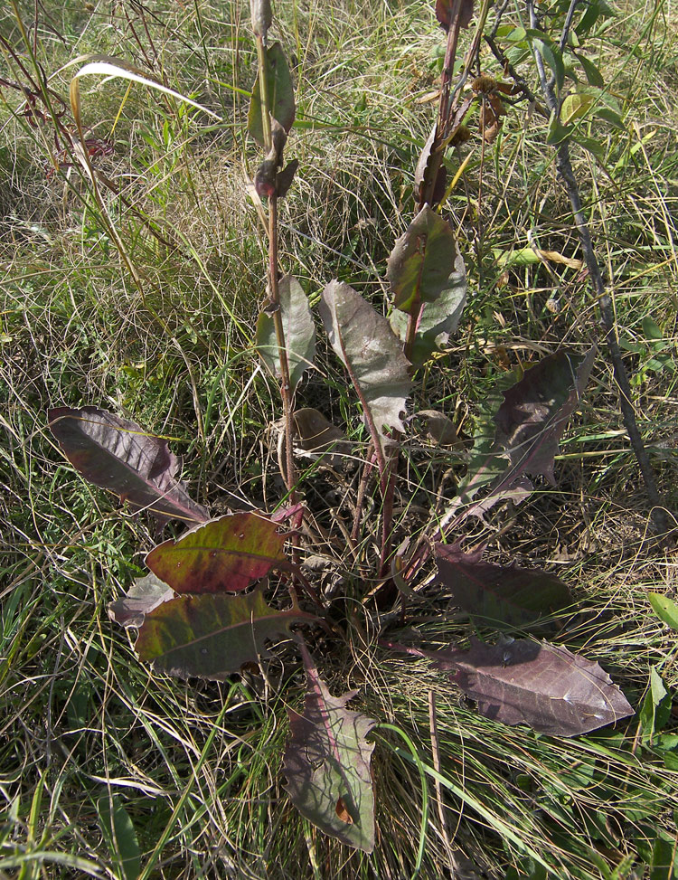 Image of Crepis pannonica specimen.