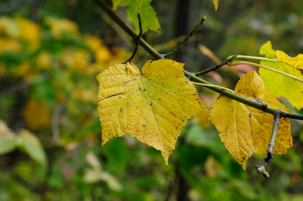 Image of Acer tegmentosum specimen.