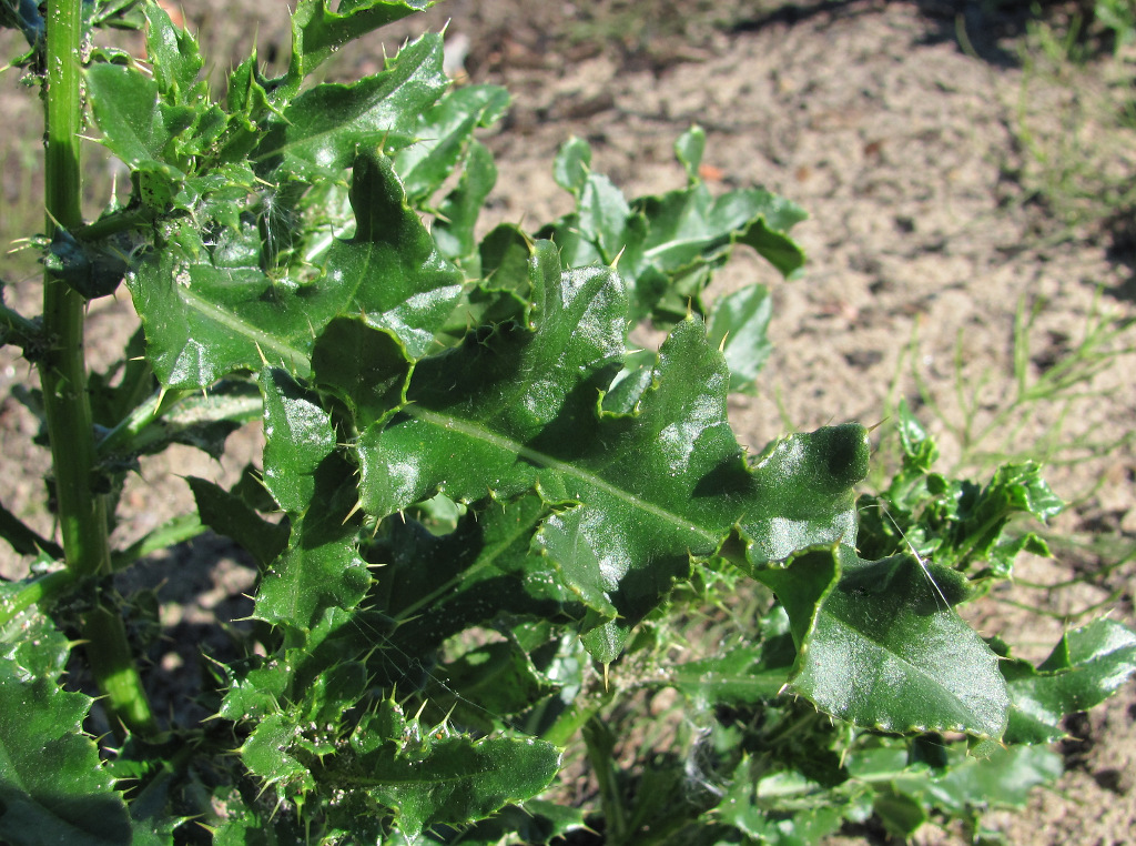 Image of Cirsium arvense specimen.