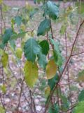 Elaeagnus multiflora. Побеги с листьями в осенней окраске. Москва, ГБС РАН. 02.11.2013.