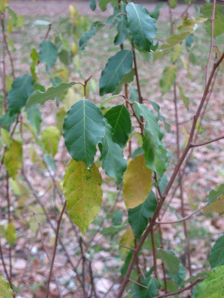 Image of Elaeagnus multiflora specimen.