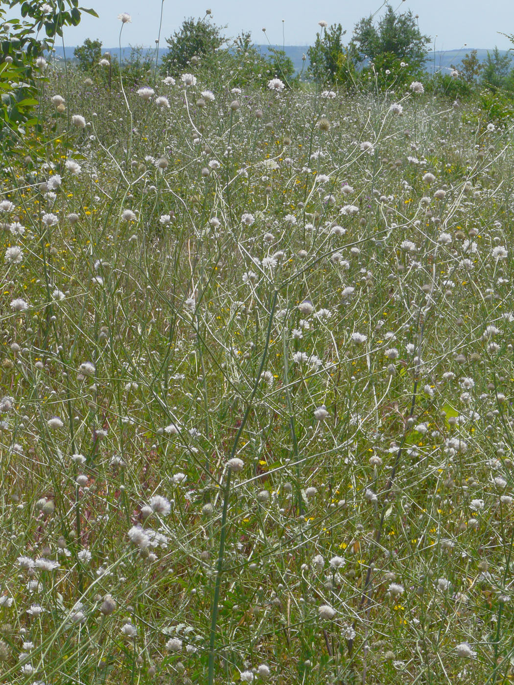 Изображение особи Cephalaria transsylvanica.
