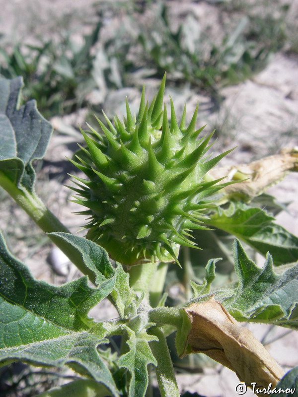 Image of Datura stramonium specimen.