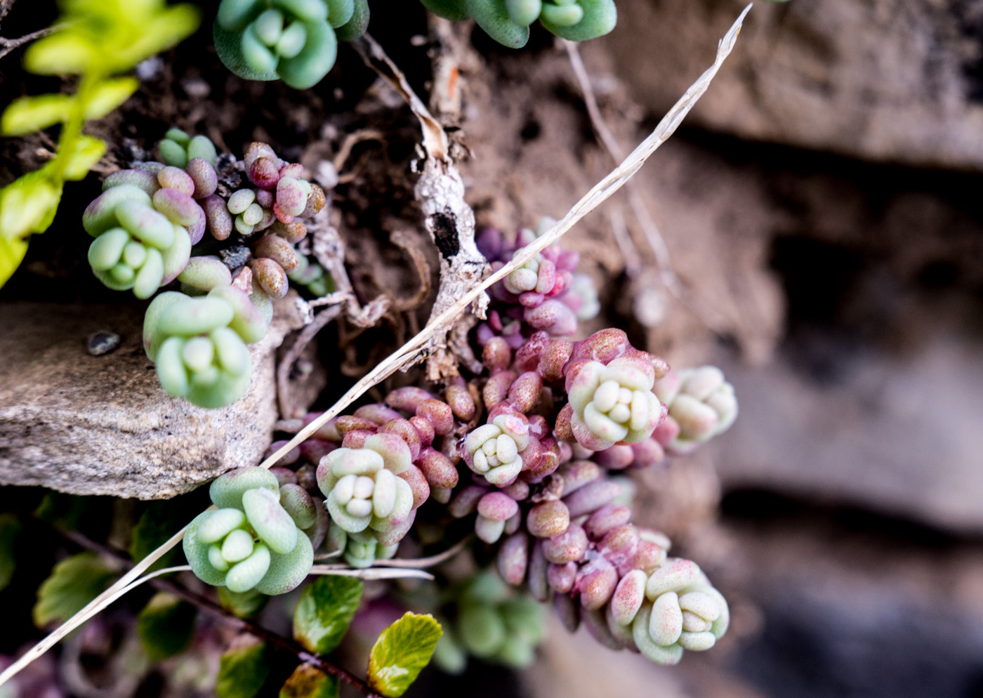 Изображение особи род Sedum.