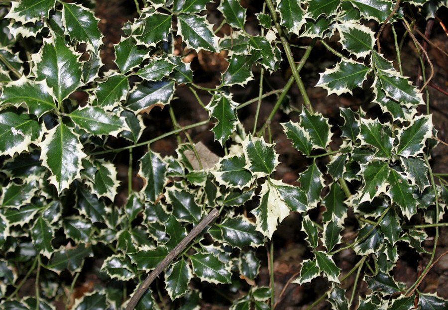 Изображение особи Ilex aquifolium.