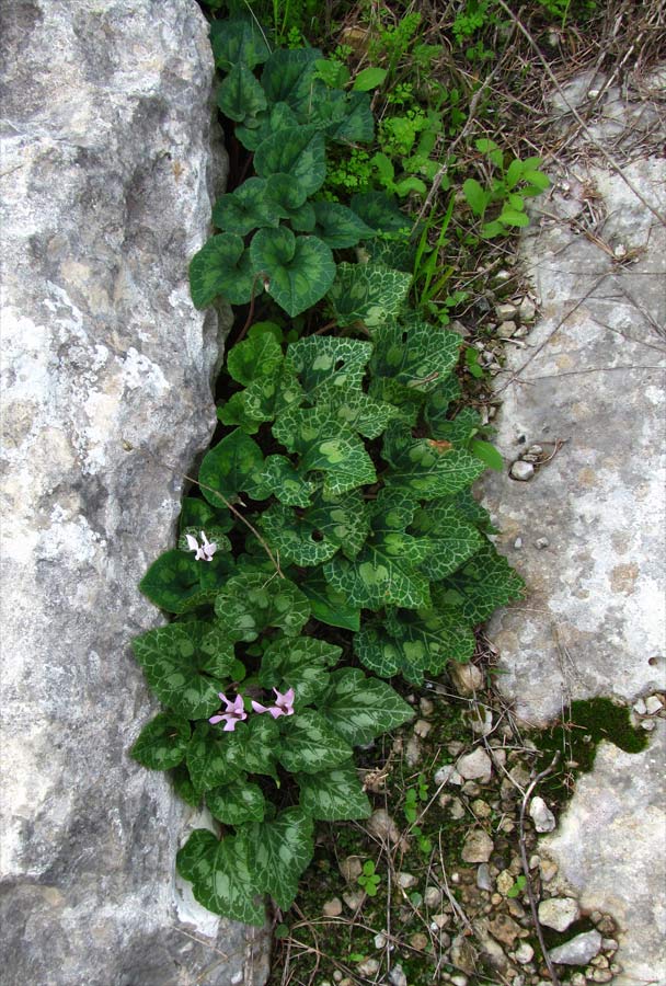 Image of Cyclamen persicum specimen.