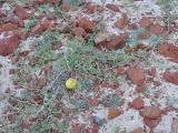 Citrullus colocynthis