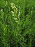 Galium boreale