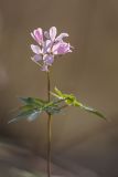 Cardamine quinquefolia