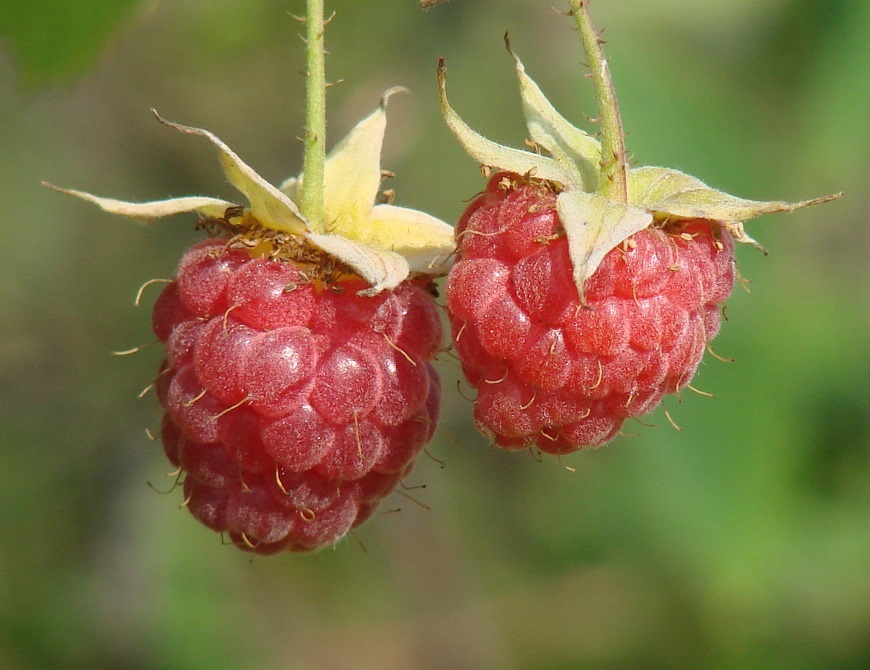 Изображение особи Rubus idaeus.