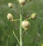 Alyssum gmelinii