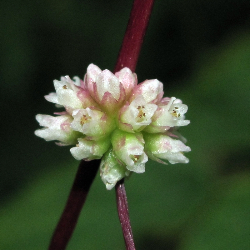 Image of Cuscuta europaea specimen.