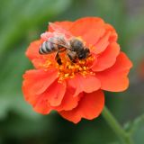 Image of taxon representative. Author is Тамара Риб