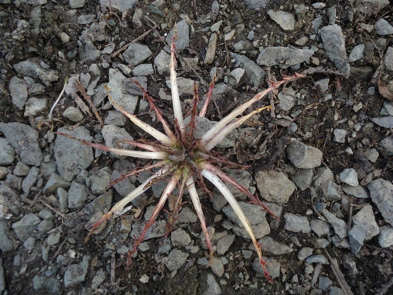 Image of Taraxacum officinale specimen.