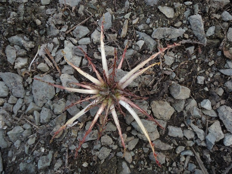 Изображение особи Taraxacum officinale.