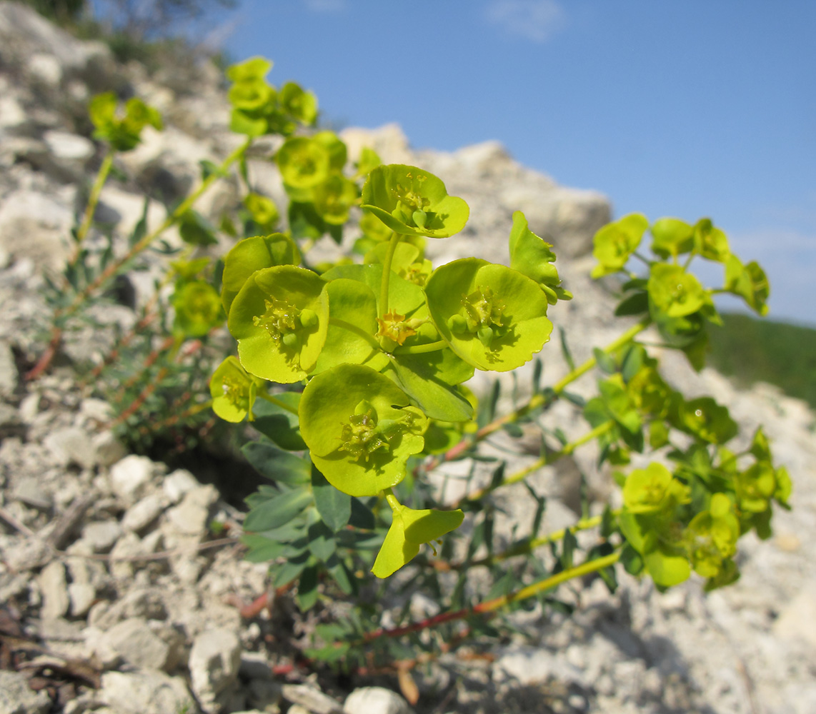 Изображение особи Euphorbia petrophila.