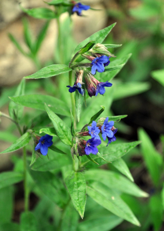 Изображение особи Aegonychon purpureocaeruleum.