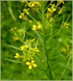 Erysimum cheiranthoides. Часть соцветия. Чувашия, окрестности г. Шумерля, ст. Кумашка, ж/д насыпь. 9 июля 2009 г.