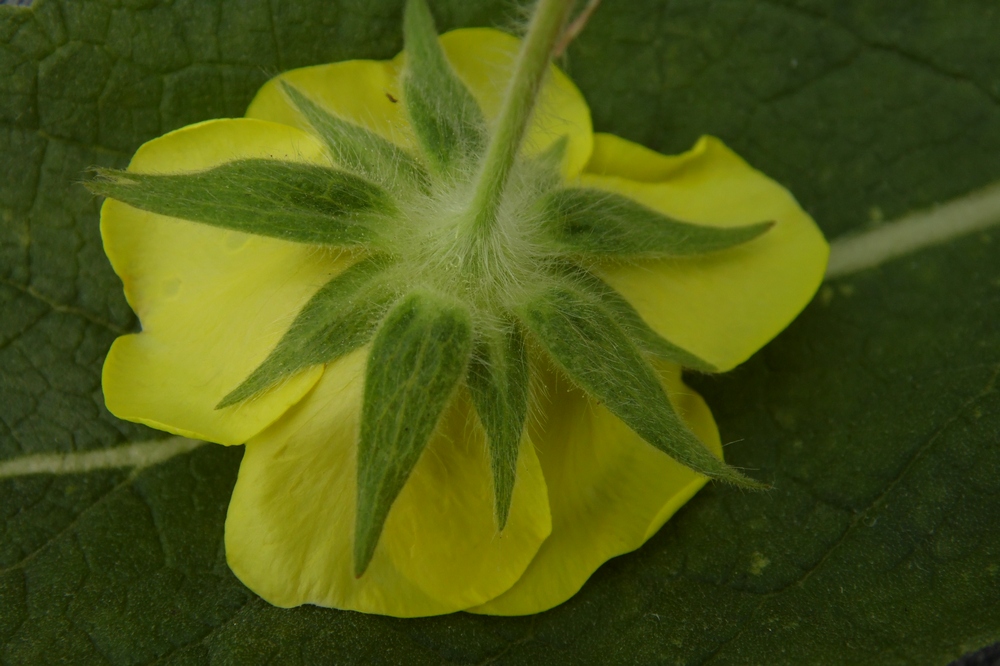 Изображение особи Potentilla recta ssp. pilosa.