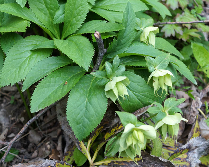 Image of Helleborus caucasicus specimen.