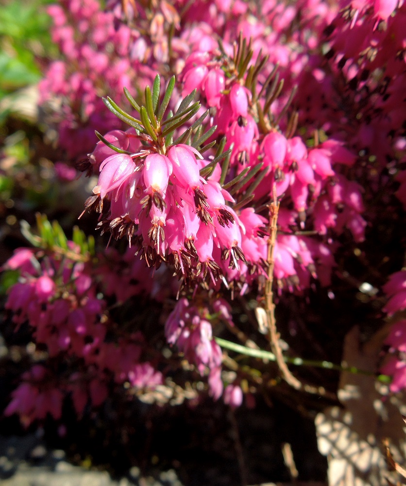 Image of Erica carnea specimen.