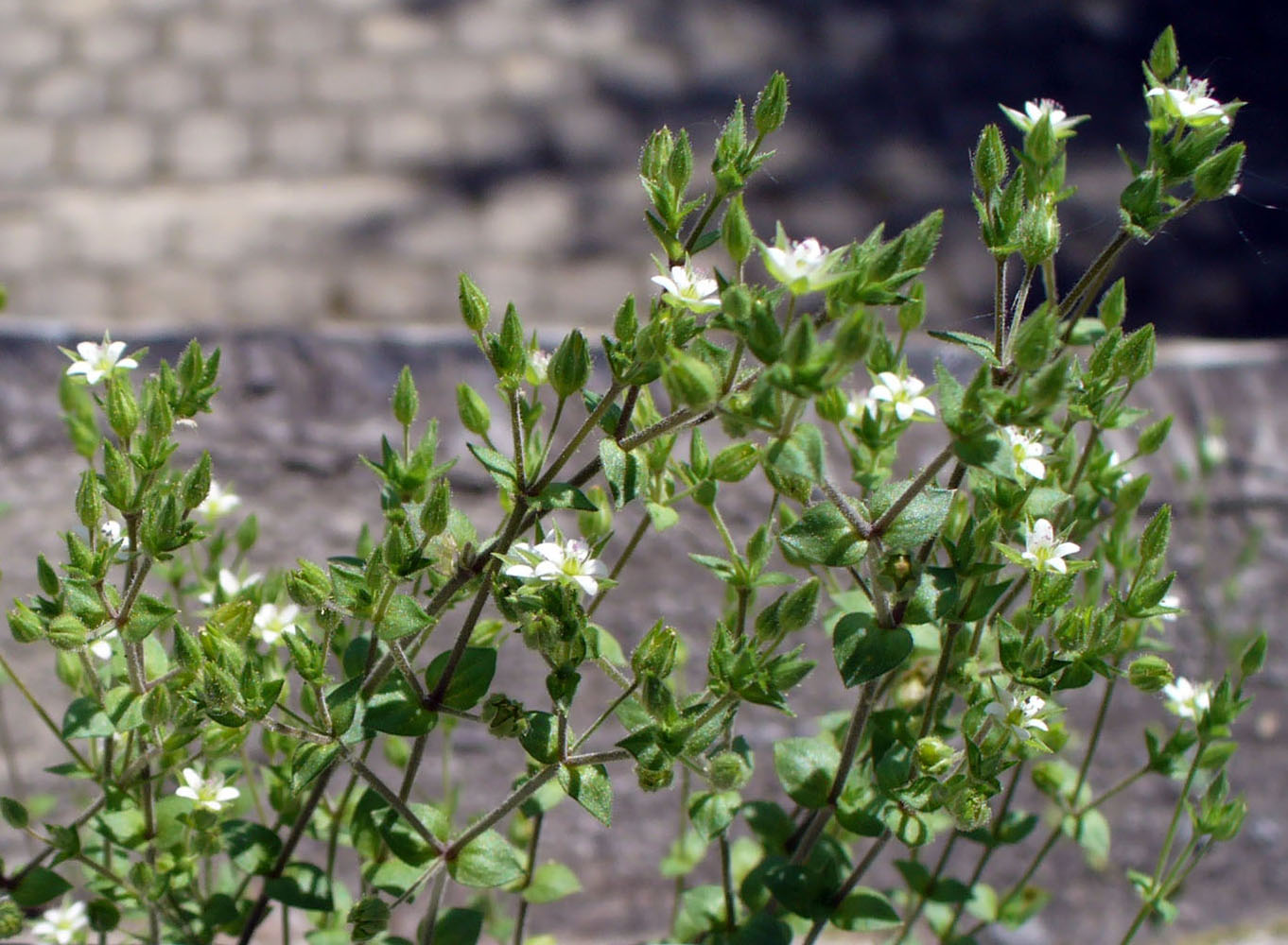 Image of Arenaria uralensis specimen.