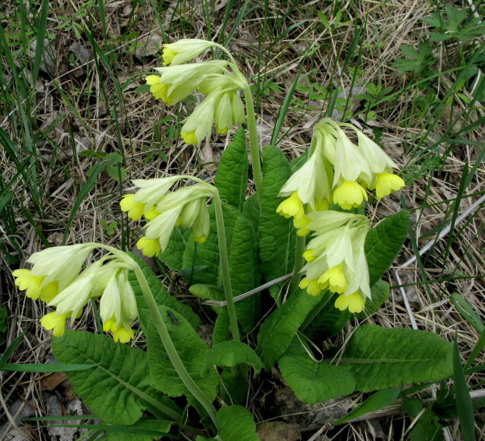 Image of Primula macrocalyx specimen.