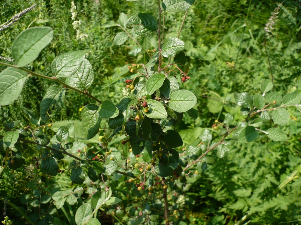 Image of Cotoneaster melanocarpus specimen.