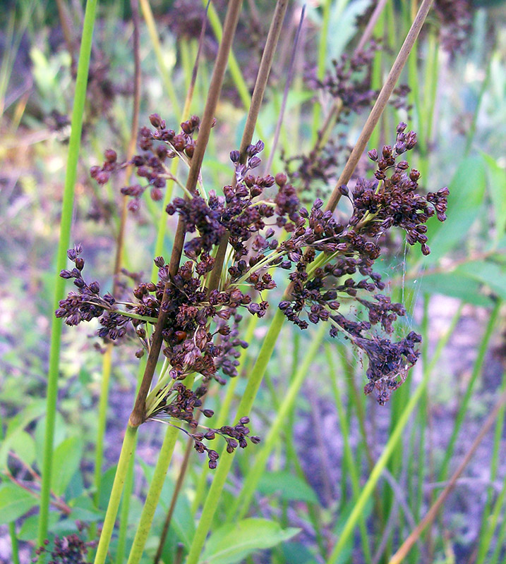 Image of Juncus effusus specimen.