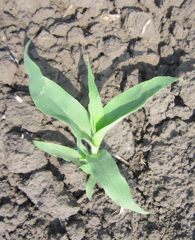 Image of Panicum miliaceum ssp. ruderale specimen.