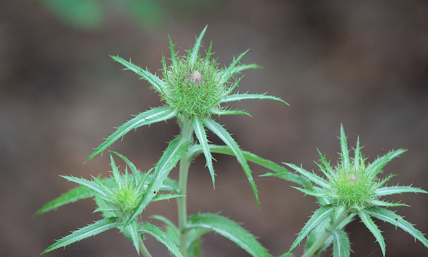 Image of Carlina biebersteinii specimen.