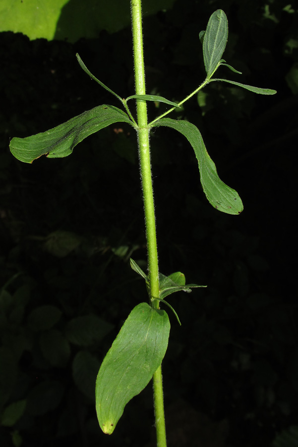Image of Hypericum hirsutum specimen.
