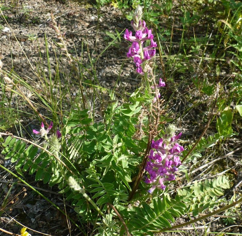 Изображение особи Oxytropis campanulata.