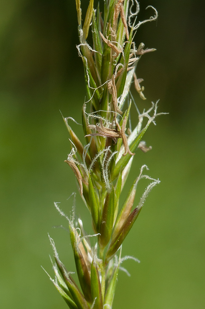 Изображение особи Anthoxanthum odoratum.