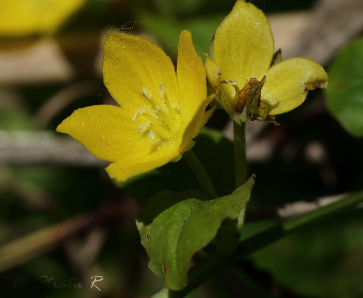 Image of Lysimachia nummularia specimen.