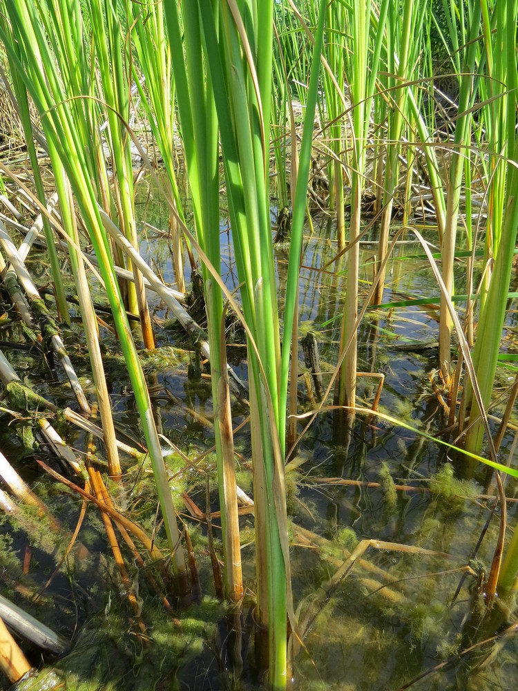 Изображение особи Typha angustifolia.